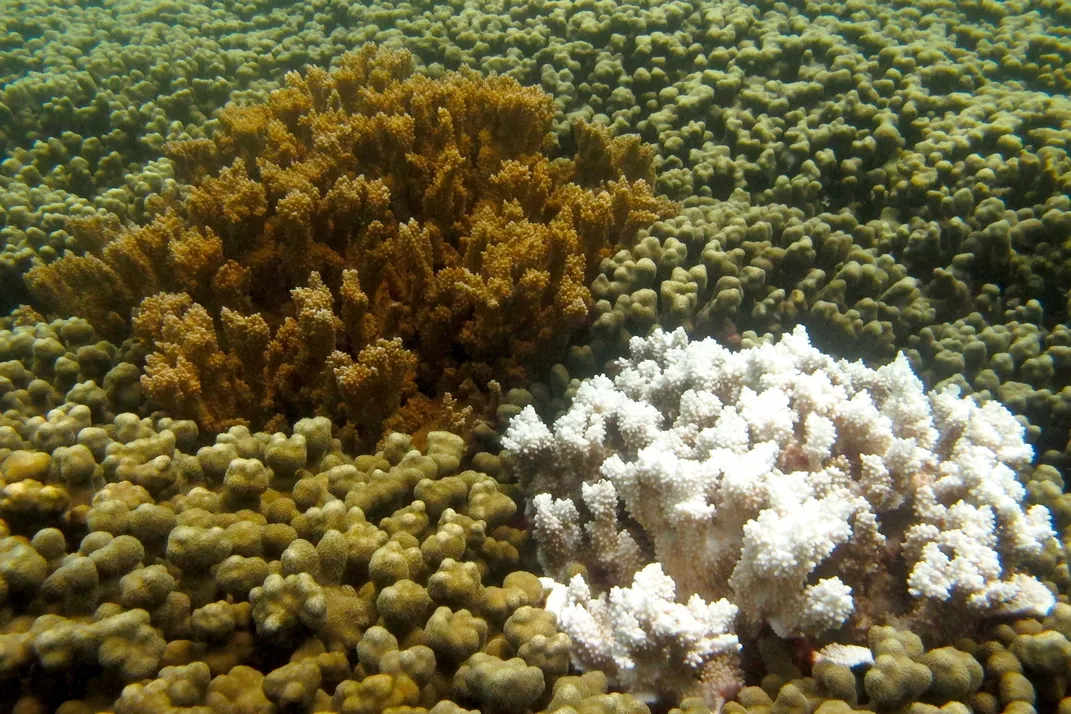 brown coral next to white coral