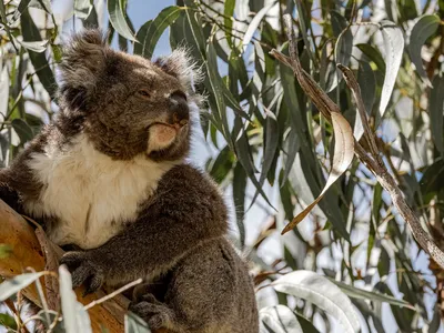 Estimated at 5,000 to 7,000 individuals, the koala population is the largest and healthiest in the state of Victoria, and second only in size to that of Kangaroo Island in the whole country.