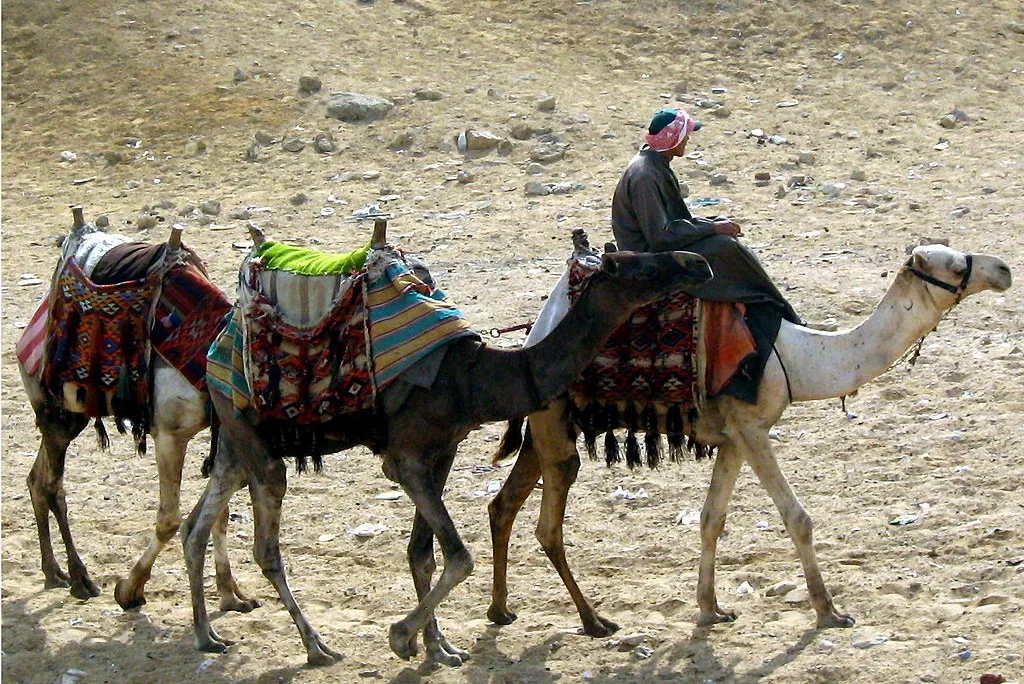 Camel