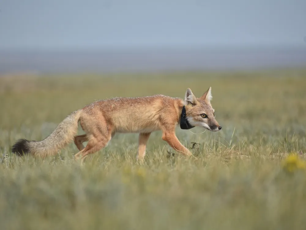 swift-fox.jpeg