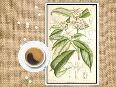 An 1896 illustration of Coffea stenophylla