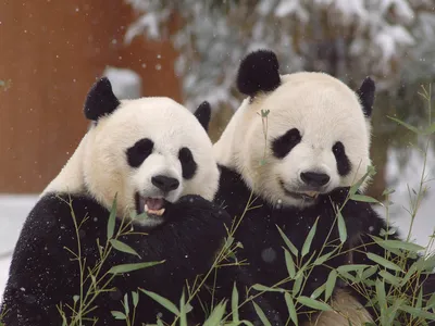 Mei Xiang and Tian Tian are two of the giant pandas who lived at the Smithsonian&#39;s National Zoo and Conservation Biology Institute in recent years. They were returned to China in November 2023.