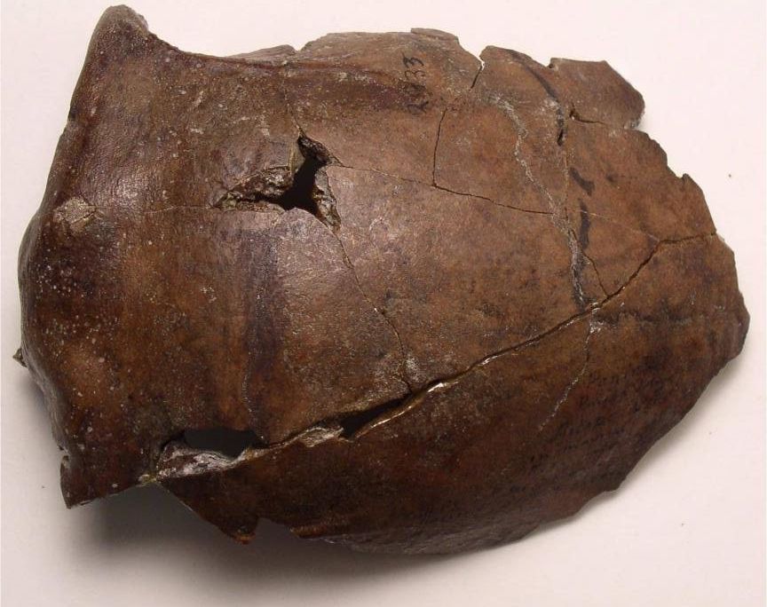 Aitape Skull