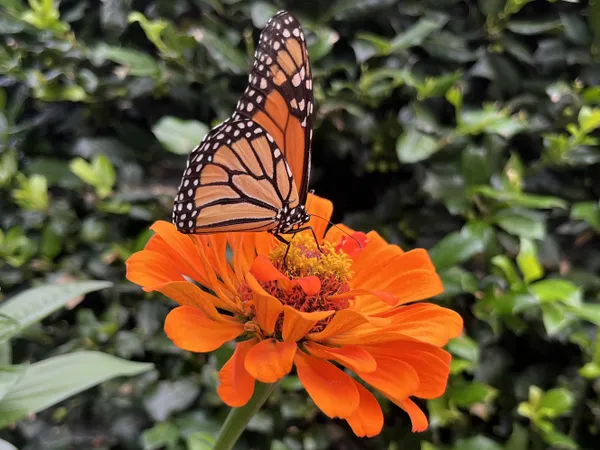 Butterfly on Flower thumbnail