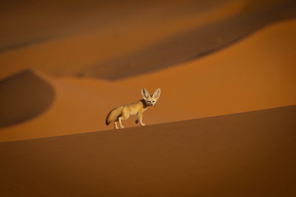 Fennec fox in Dunes thumbnail