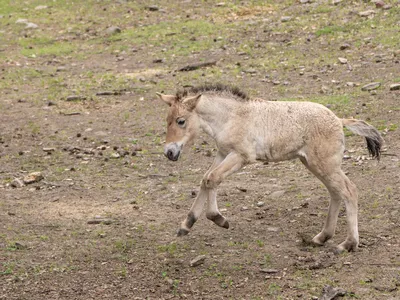 'Playful Youngster': See the Rare, Endangered Przewalski's Horse Born at the Bronx Zoo image