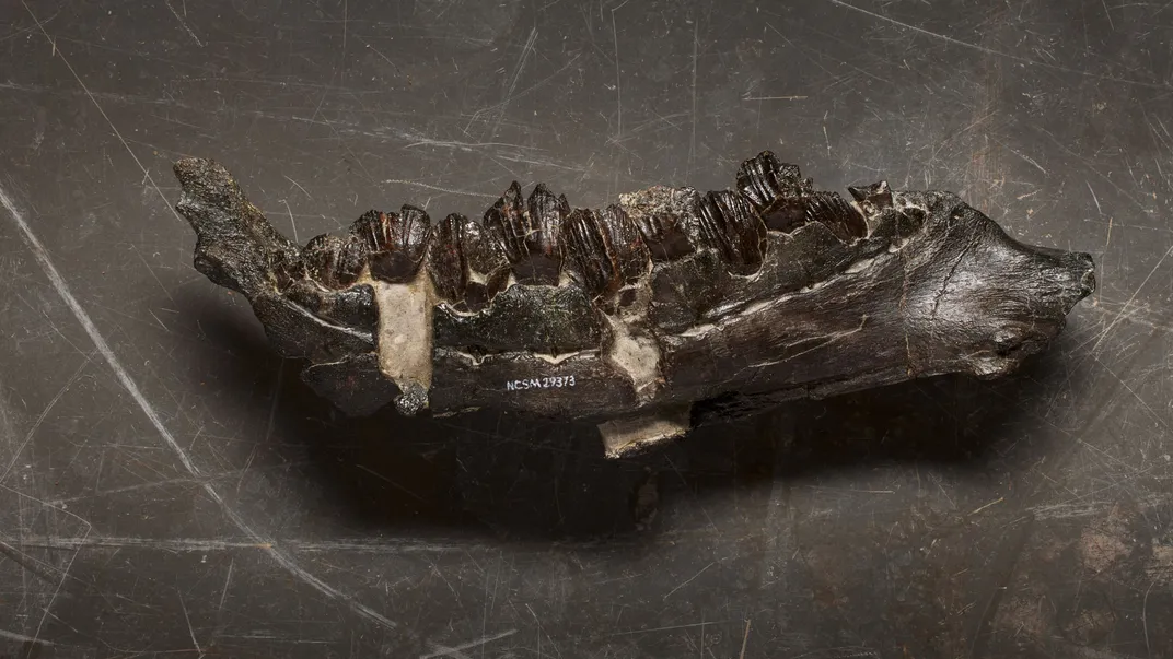 Iani Smithi Lower Jaw