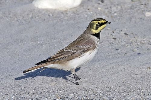 What Bird Species Is Most Likely to Hit an Airplane? (It’s Not the Canada Goose)