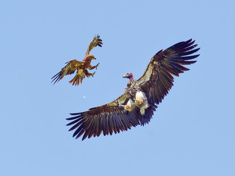 Eagle vs Vulture Smithsonian Photo Contest Smithsonian Magazine