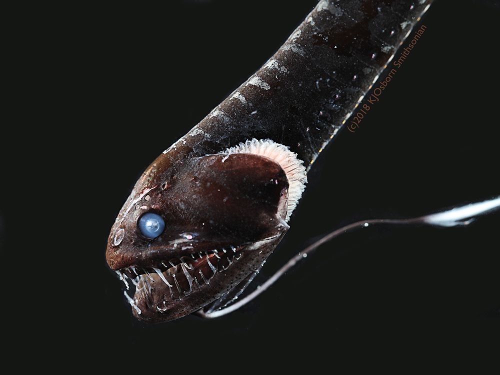 Elusive, Ultra-Black Fish Are Cloaked to Survive in the Deep Ocean