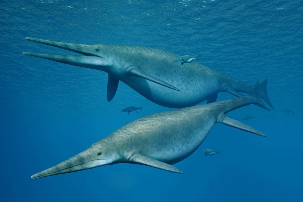 Ichthyosaur