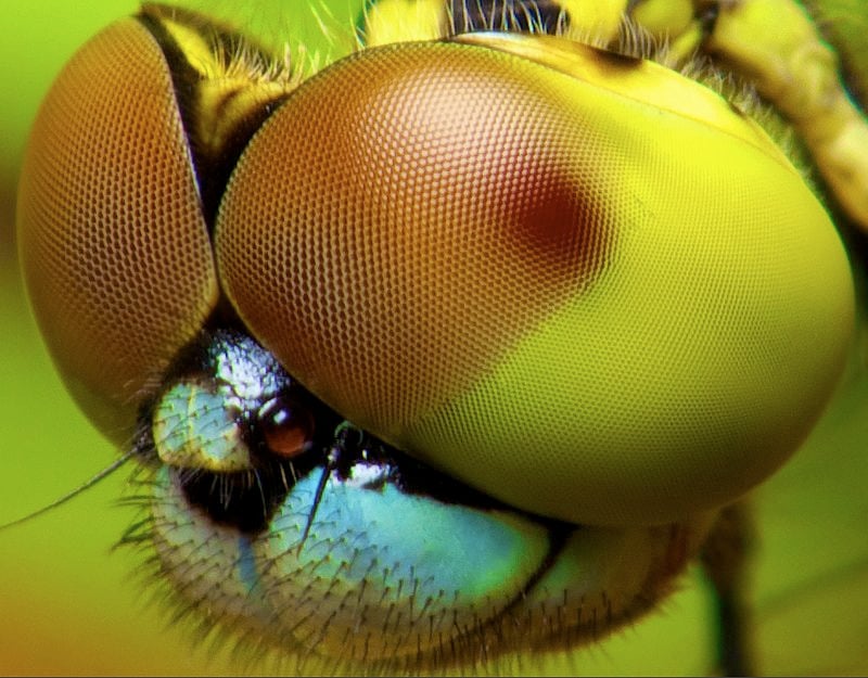 This Camera Looks at the World Through an Insect's Eyes