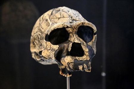 Skull.jpg