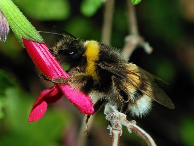 Fuzzy and fast flying, bumblebees tend to run warm, and are best adapted to cooler climes.