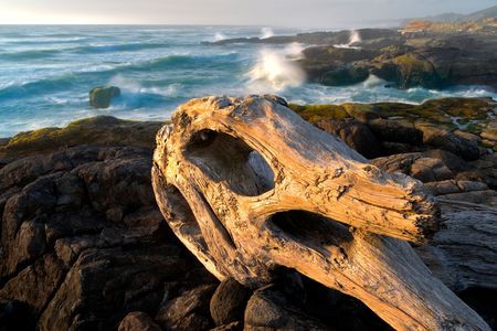 Driftwood is a valuable resource for humans and all kinds of ecosystems near and far.