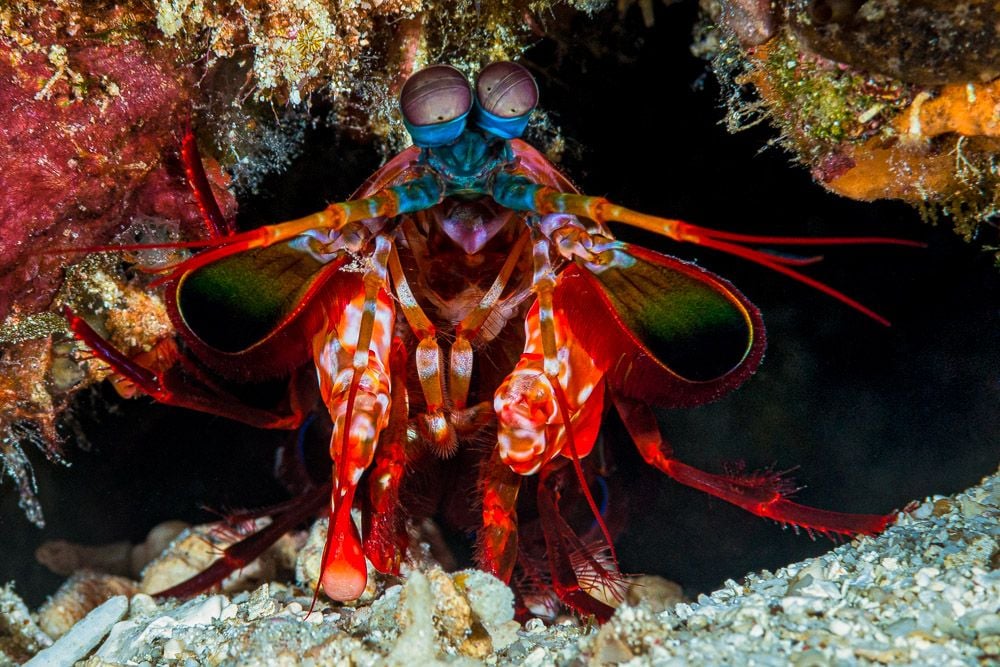 A colorful peacock mantis shrimp