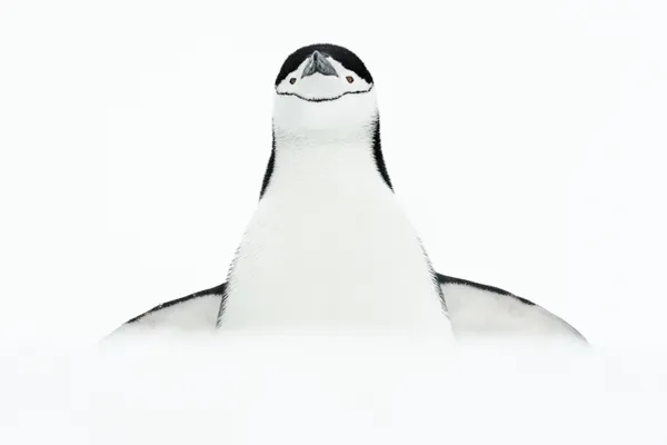 Penguin Angel thumbnail