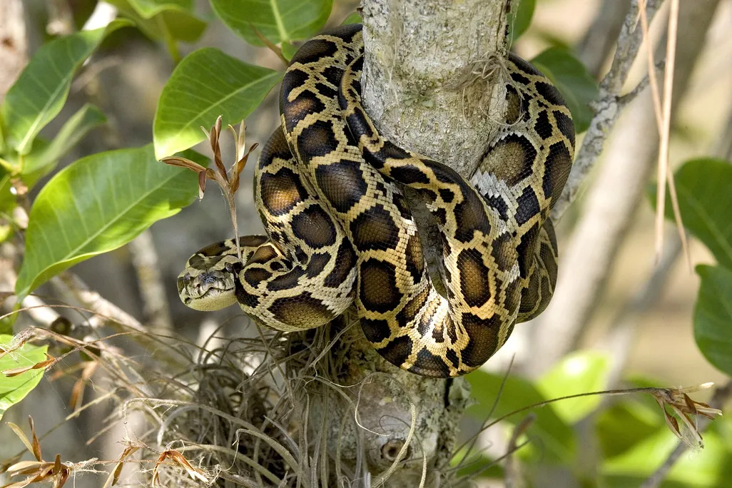 a Burmese python in a tree