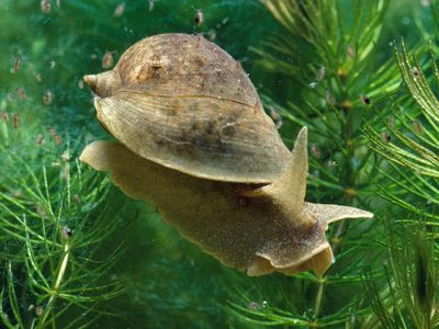 The wandering pond snail may be small, but it is giving scientists insights into a rather lofty question: Why do we have personality?