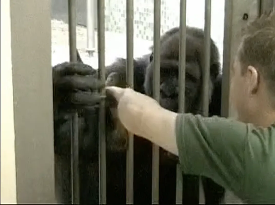 person tickling gorilla