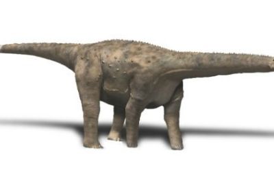 A restoration of Hypselosaurus, a sauropod dinosaur which may have laid some of the eggs found in Cretaceous rock of Southern France.