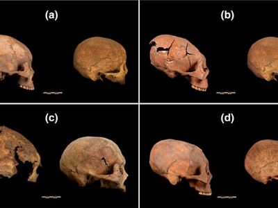 Modified skulls (seen on the left in each box) versus unmodified skulls