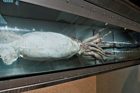Giant squids can grow to over 40 feet long. The Smithsonian’s National Museum of Natural History has a giant squid specimen on display in the Sant Ocean Hall and several others in its collections. (John Steiner, Smithsonian)