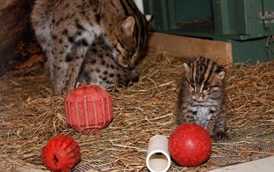 Two new additions at the Zoo may help researchers break the Fishing Cat breeding code.