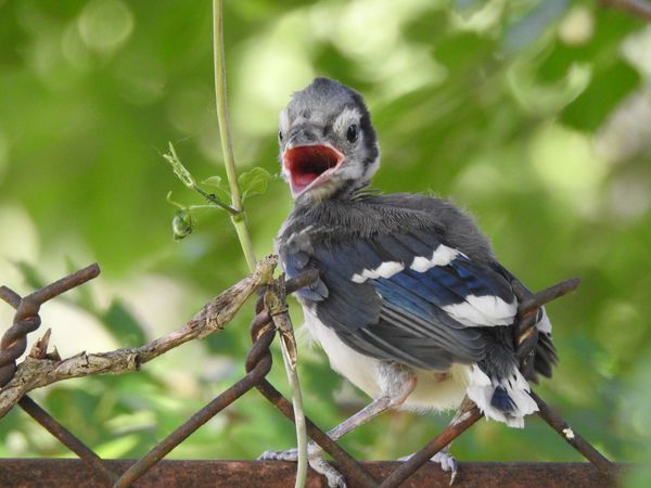 Baby Jay Looking for Mom thumbnail