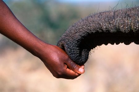 Elephants are complex communicators.