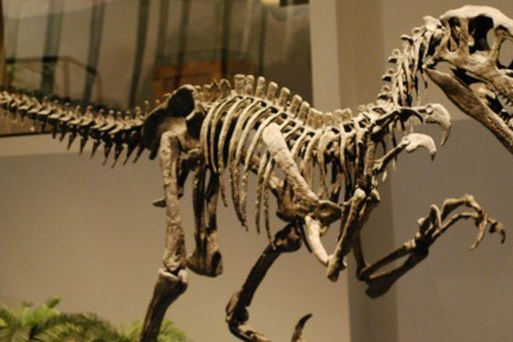 Utahraptor