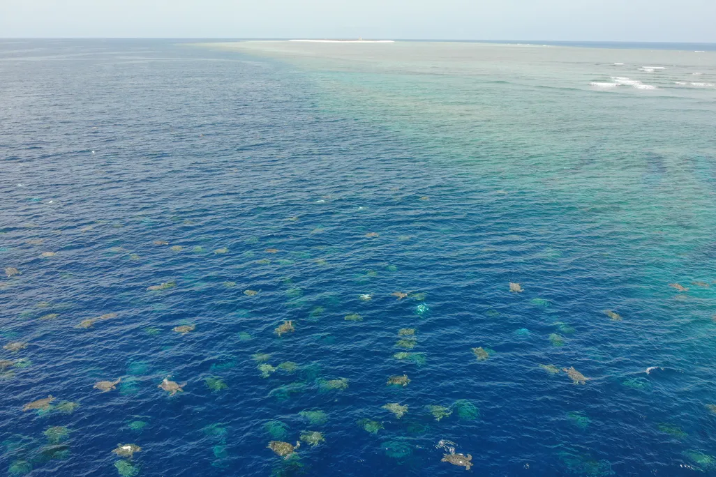 Green sea turtle aggregation