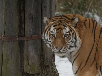 Pavel will be on hand for viewing at the Great Cats habitat, rotating with the Zoo's Sumatran tiger and African lions.