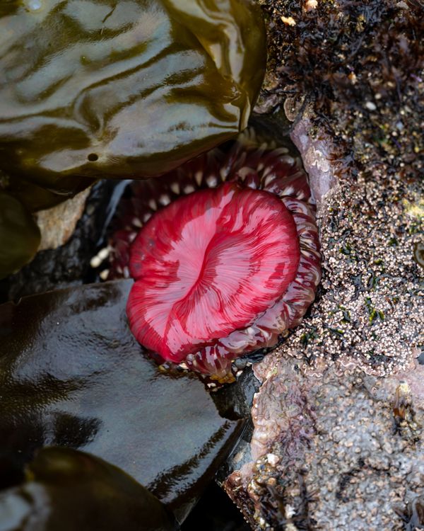 Stubby Rose Anemone Everting Stomach thumbnail