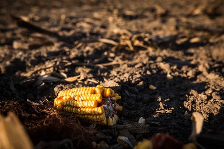An ear of corn sits on topsoil in Nebraska, part of the nation’s Corn Belt. Scientists estimate the region has lost about 35 percent of its topsoil.