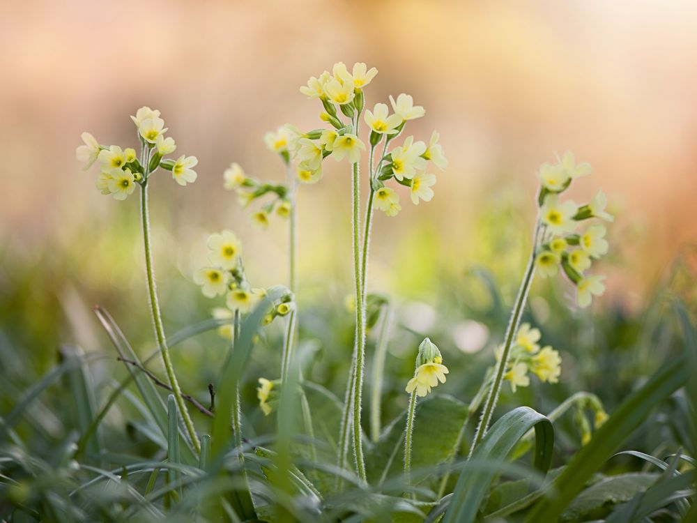 An image of some primroses