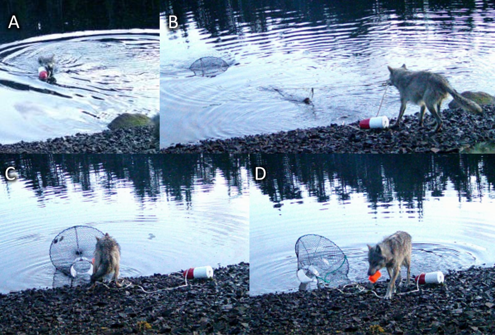 Wolf in BC Exhibits Possible Tool Use with Crab Trap