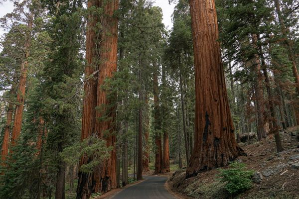 Roadtrip through California's Giant Sequoias thumbnail
