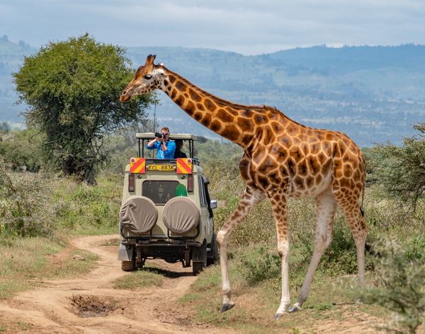 A visitor on safari photographs a Rothschild giraffe walking across the road. thumbnail