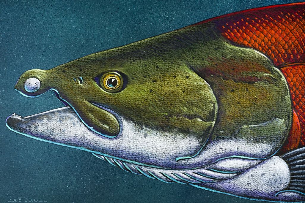 Illustration of fish