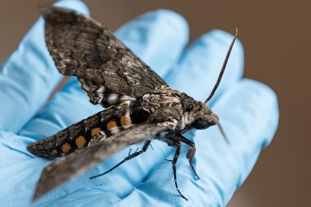 New research suggests hawkmoths, like the one pictured above, slow down their brain's ability to process light in order to see at night. 