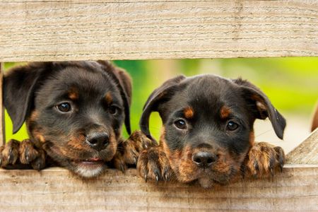 Keeping our pets healthy is just one way to improve the wellbeing of our families and communities. Find out why in a family program streaming Sept. 26. (Kim Hester)