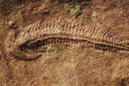 About two-thirds of the analyzed fossils were bent left, which means that the animals were curved right when they were alive.