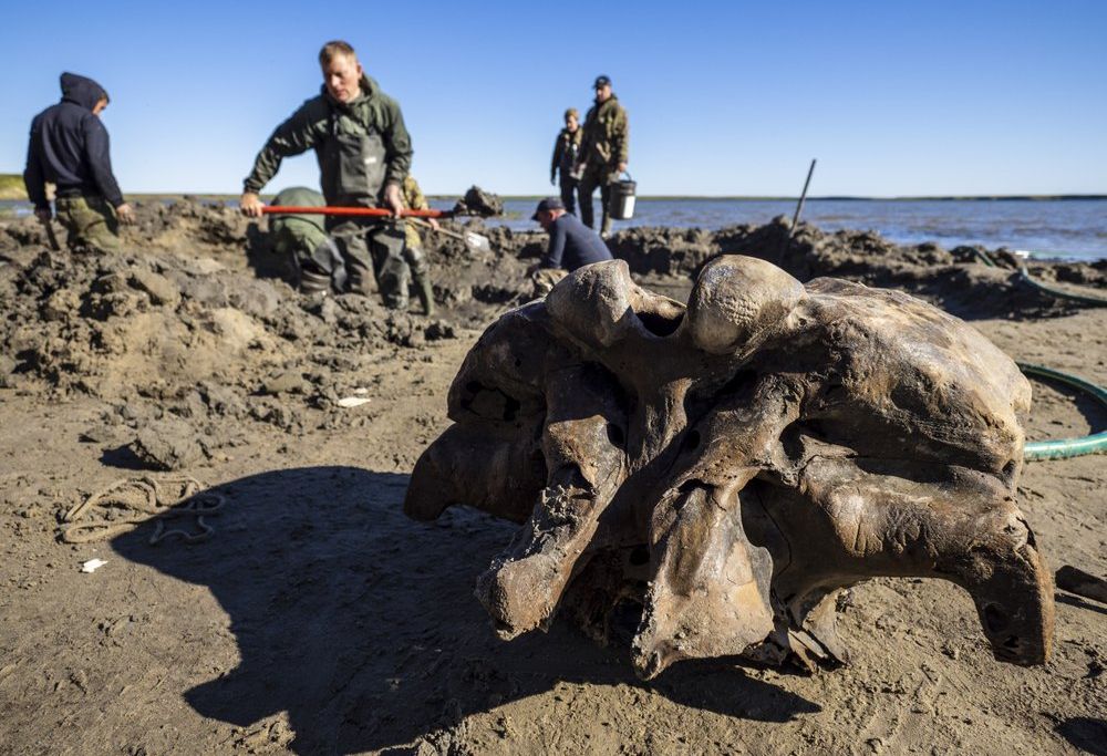 Mammoth skeleton siberia