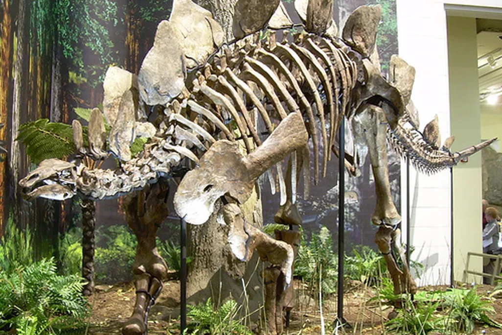 20110520083313stegosaurus-carnegie.jpg
