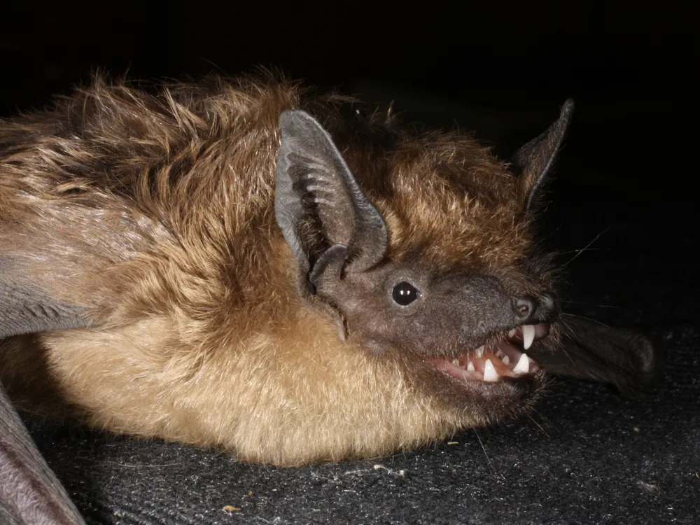 Serotine bat with its mouth open showing its teeth
