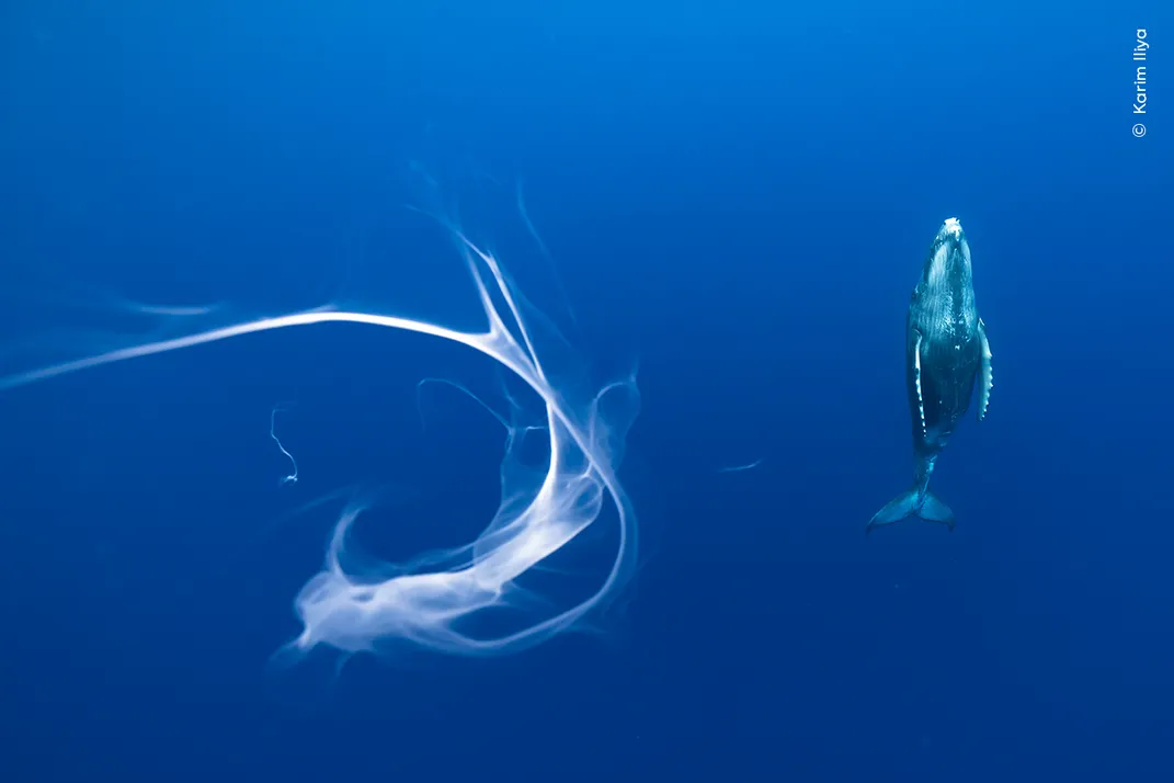 A white wisp in the water on the left of the image and a small humpback whale swimming toward the top of the frame on the right