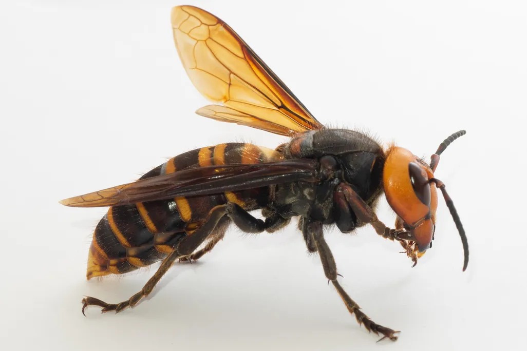 A close up image of a queen Asian giant hornet. The hornet has black and orange stripes and is facing towards the right against a white background. 