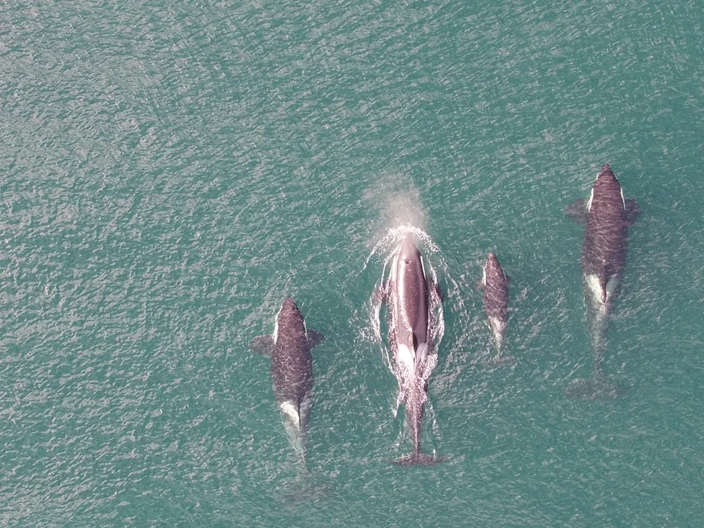 Orcas swimming in the ocean as seen from above