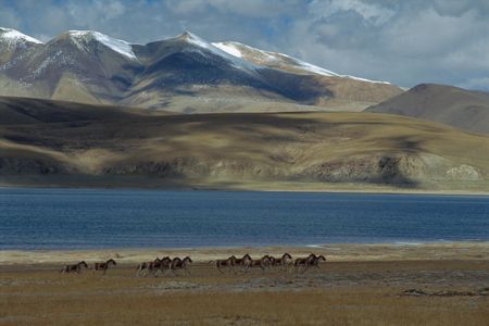 A herd of wild ass runs across the Tibetan plateau in Qinghai